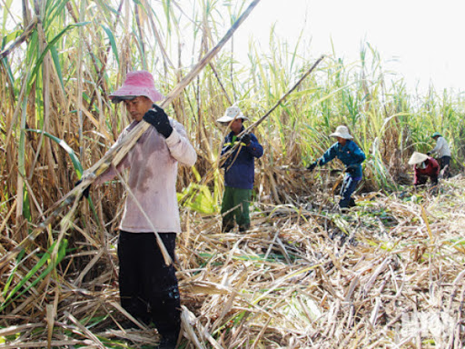 Bộ Công Thương ban hành Quyết định rà soát việc áp dụng biện pháp chống lẩn tránh biện pháp phòng vệ thương mại đối với một số sản phẩm đường mía (mã vụ việc: AR01.AC02.AD13-AS01)