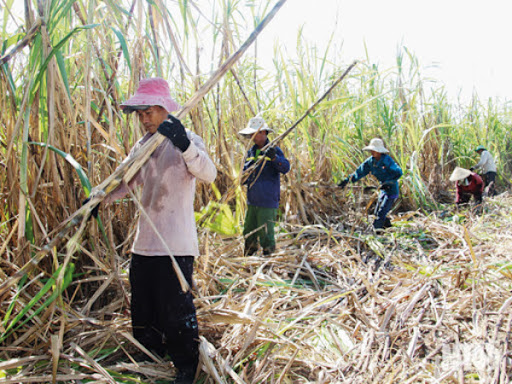 Bộ Công Thương ban hành Quyết định áp dụng biện pháp chống bán phá giá và chống trợ cấp tạm thời đối với sản phẩm đường mía có xuất xứ từ  Thái Lan (Mã số vụ việc: AD13-AS01)