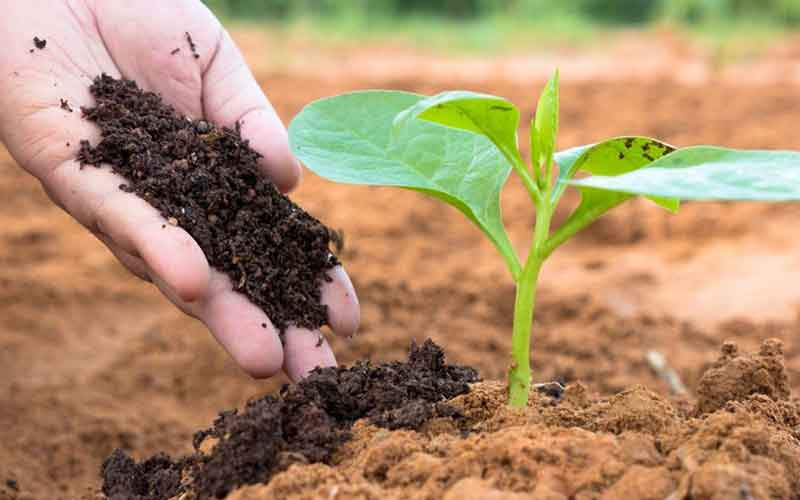 Nguy cơ lẩn tránh biện pháp phòng vệ thương mại và gian lận xuất xứ đối với mặt hàng phân bón qua Việt Nam