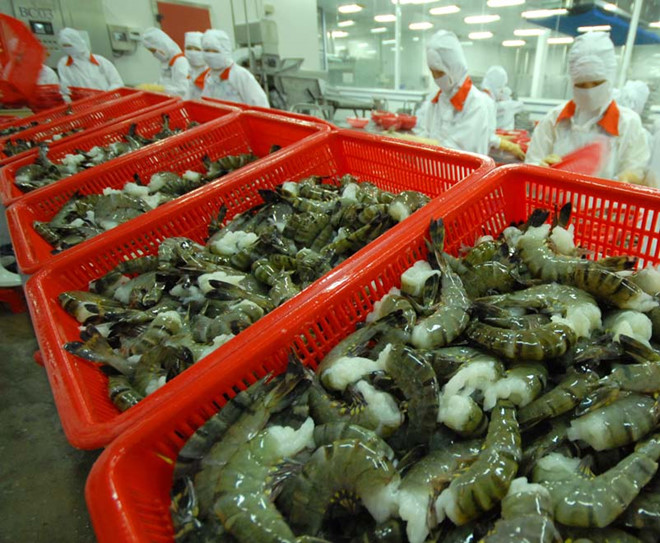Hoa Kỳ thông báo không áp thuế chống bán phá giá với sản phẩm tôm xuất khẩu của Công ty Cổ phần Tập đoàn Thủy sản Minh Phú